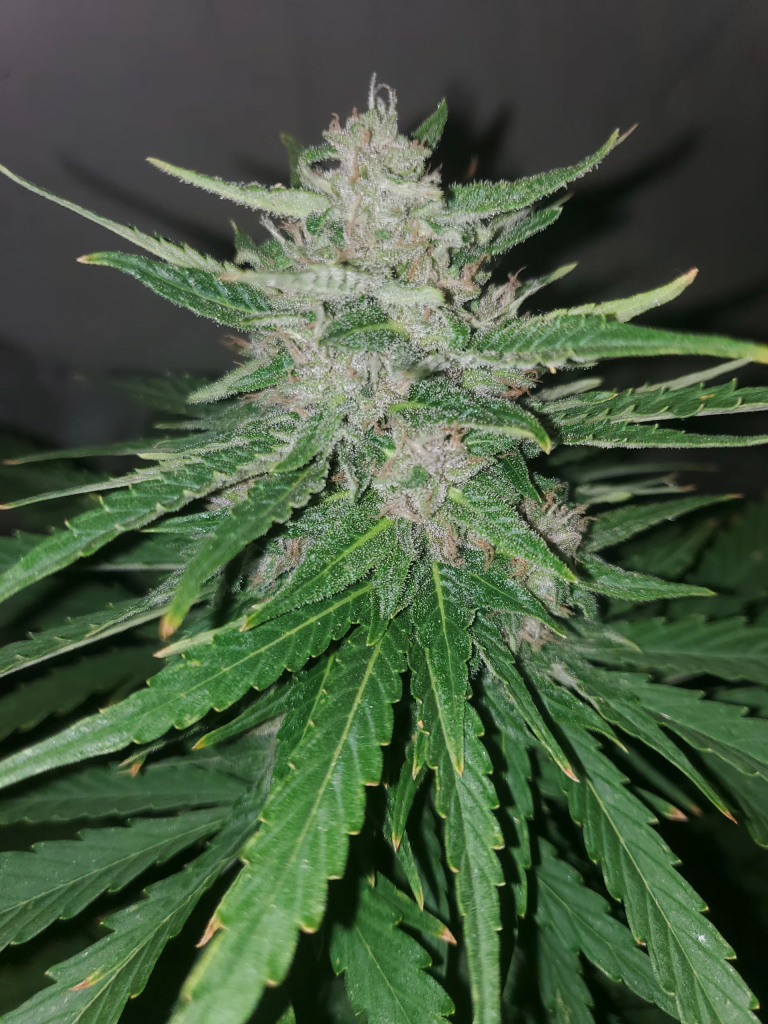 Marihuana Wachstumsstadien - Automaton blüht Woche 11 wachsen