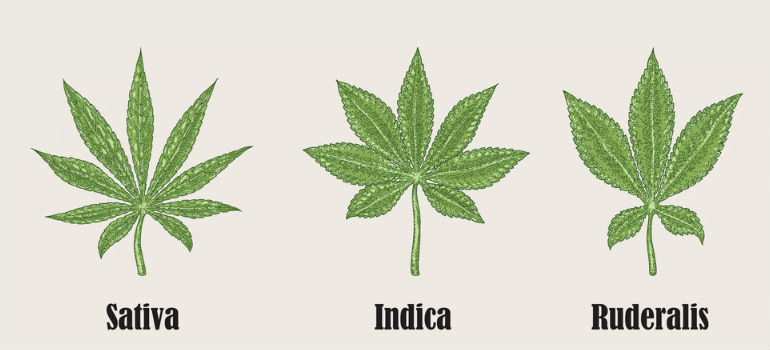 Cannabis Ruderalis - Sativa Indica Ruderalis