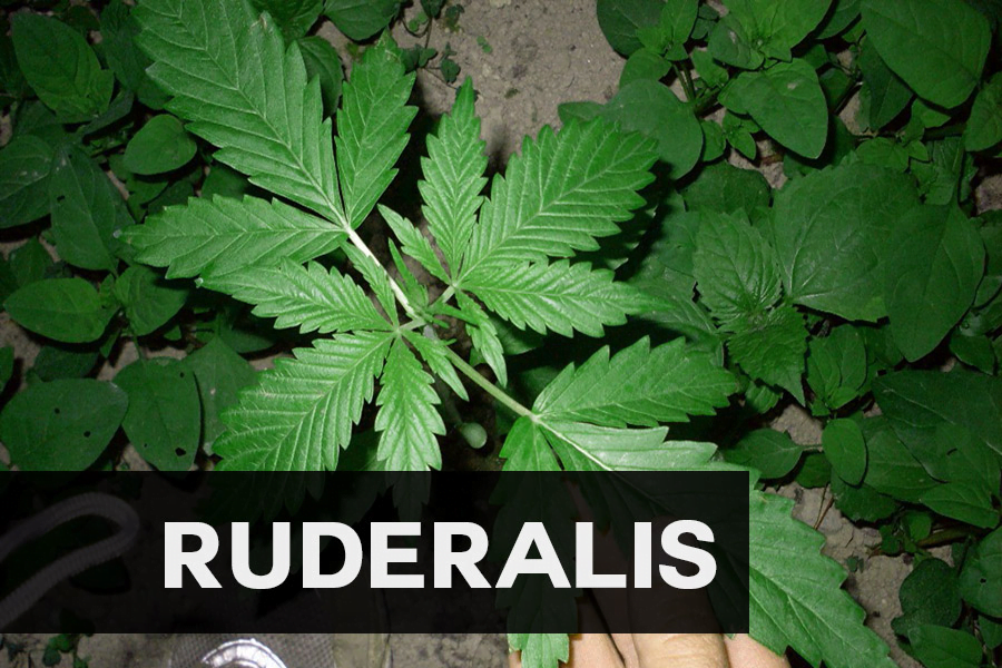 Cannabis Ruderalis
