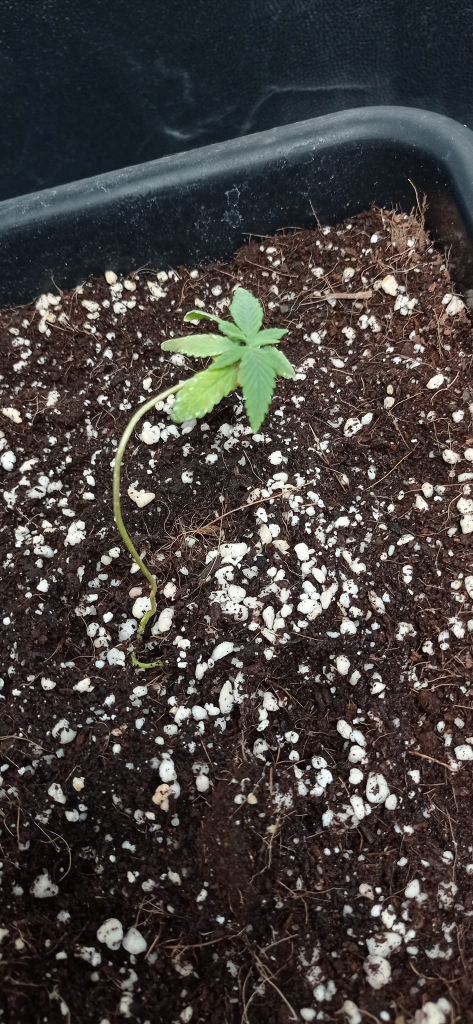 Streckung bei Cannabis-Setzlingen