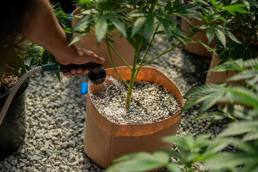 Melasse für Cannabis - Bewässerung