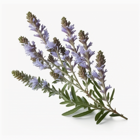 Linalool - lavender