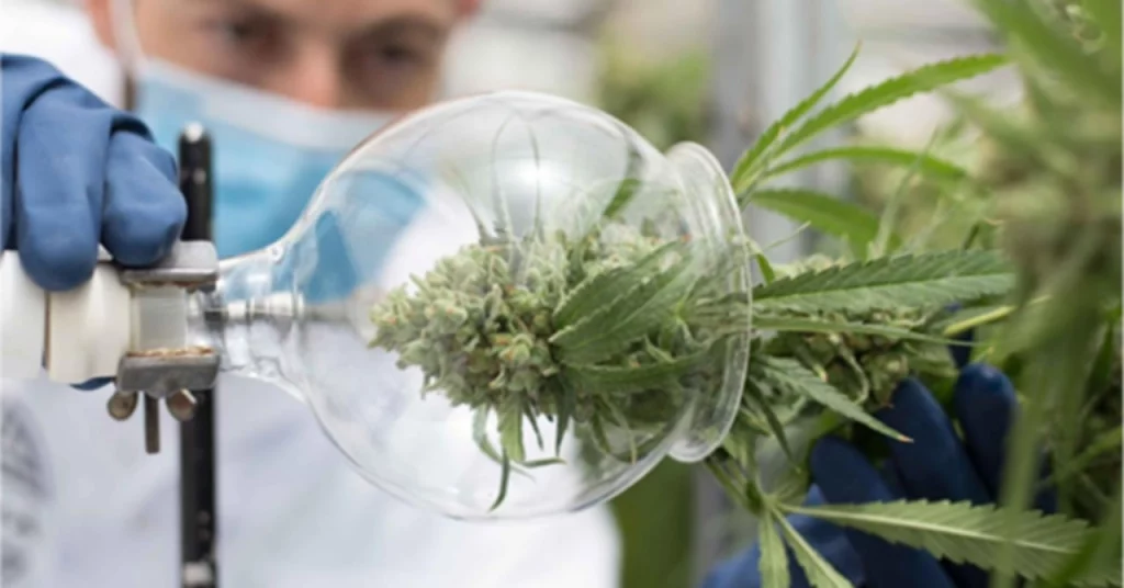 Forschung an Cannabisblüten