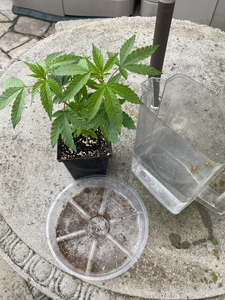 cannabis cultivation while using bottom feeding from a tray