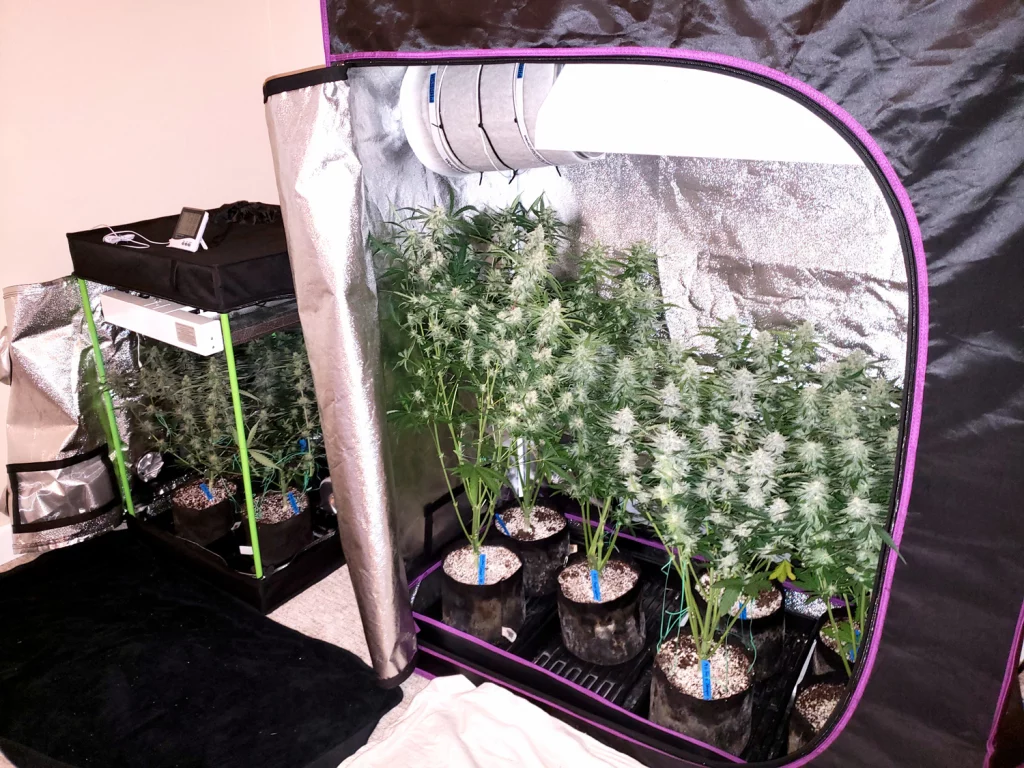 small tent for growing cannabis