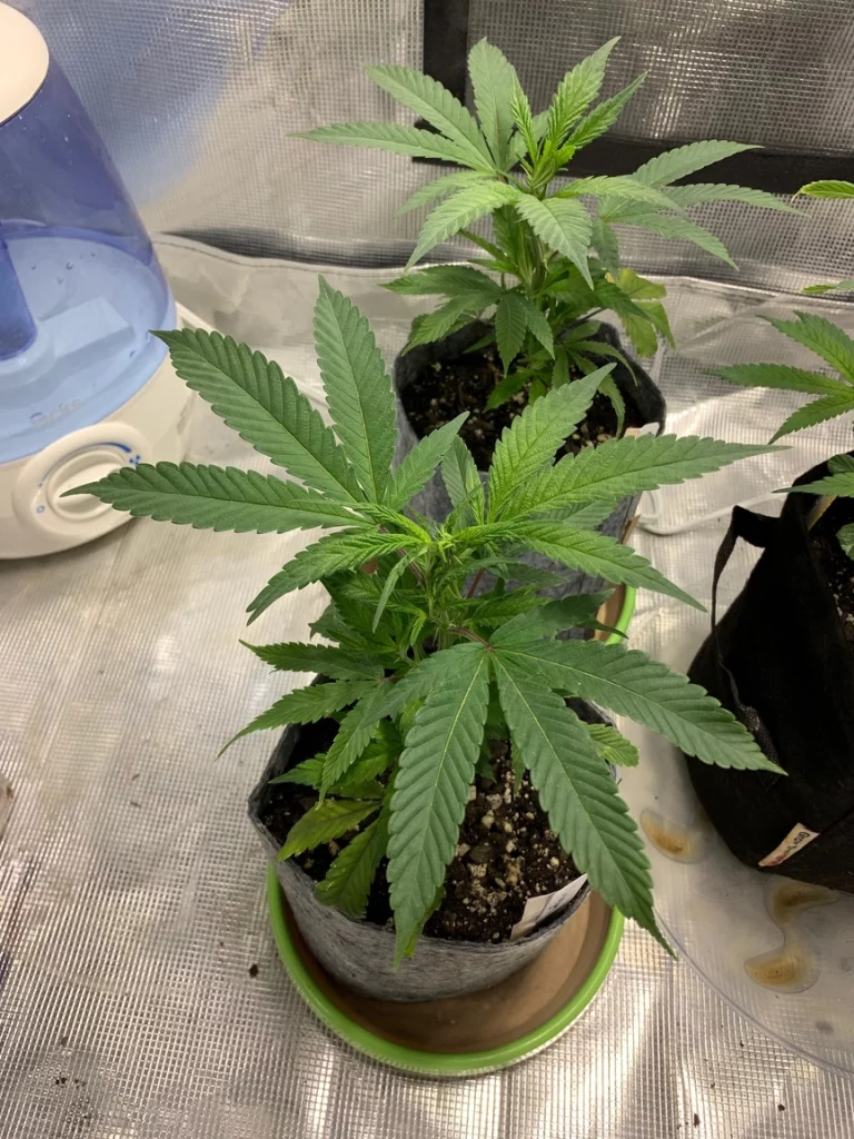 pots for cultivation with a tray