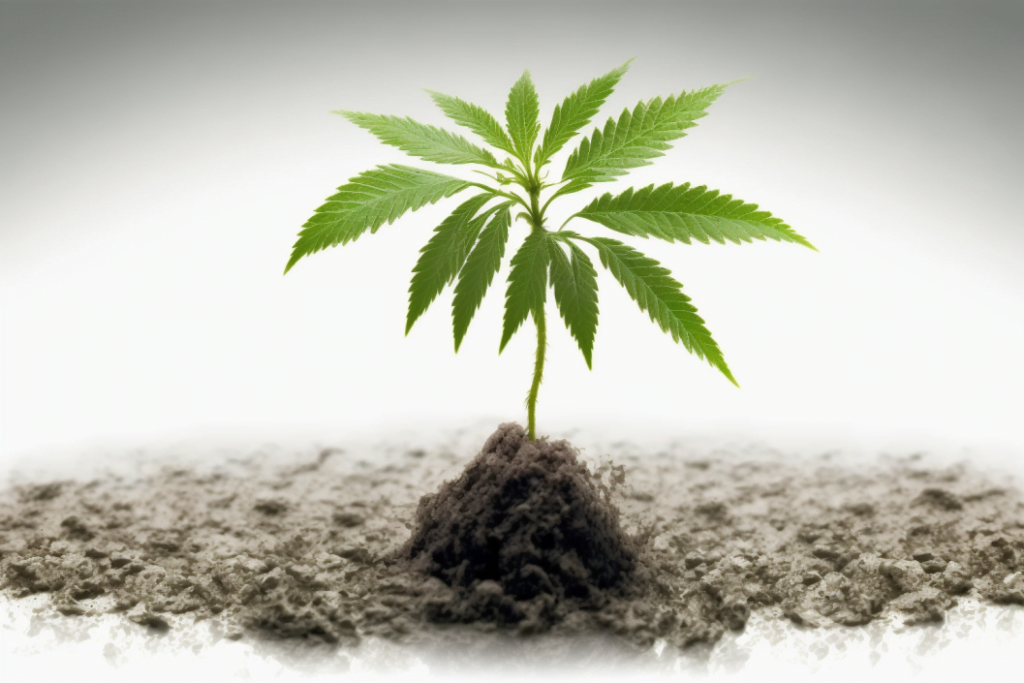 Cannabis vs Kratom - Cannabis