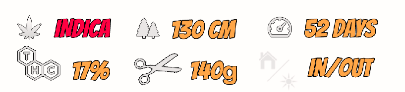 Eigenschaften der Banshee Cannabis-Samen