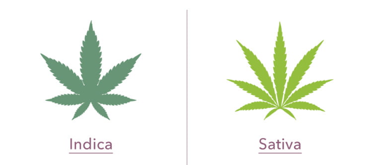 indica vs sativa hemp