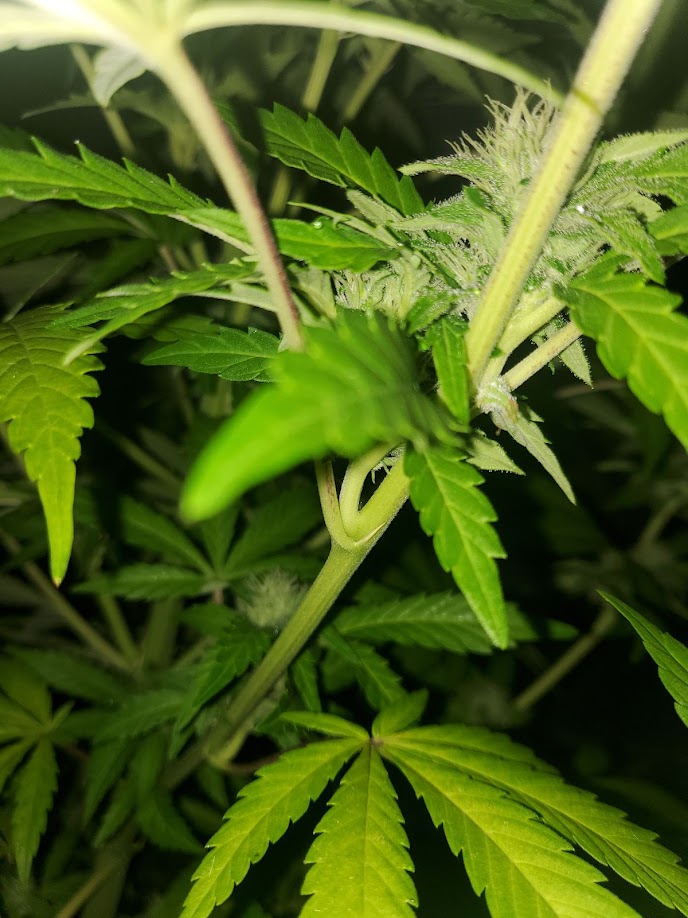 Warum die Cannabisstängel rot werden