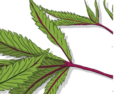 Unkomplizierte Lösungen für Rotstängel