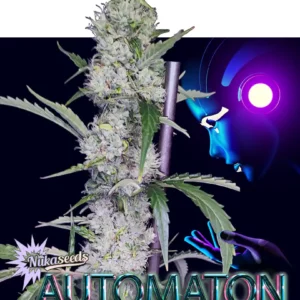 Automaton Cannabis Seeds from Nuka Seeds