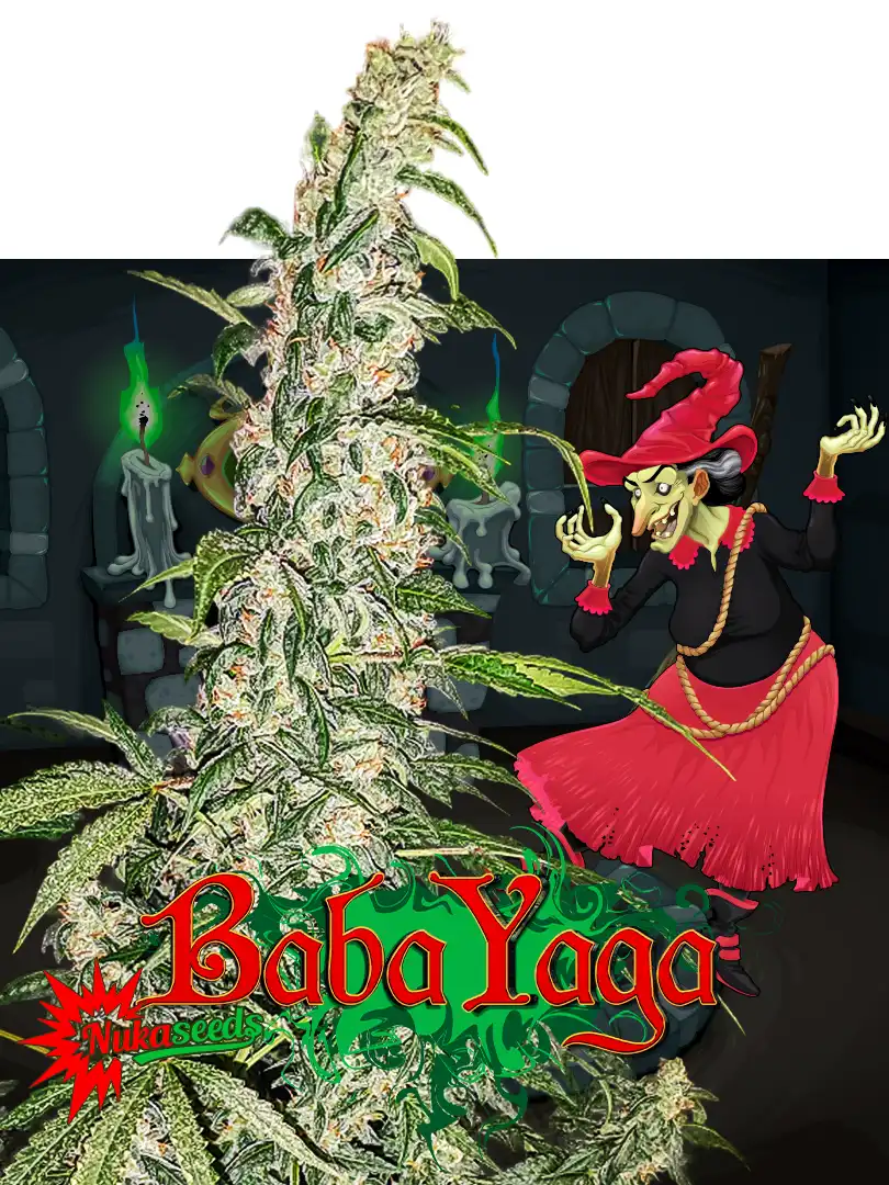 Baba Yaga Cannabis Seeds from Nuka Seeds