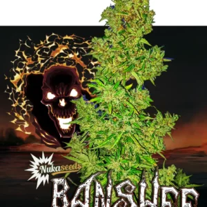 Banshee Cannabis Seeds from Nuka Seeds
