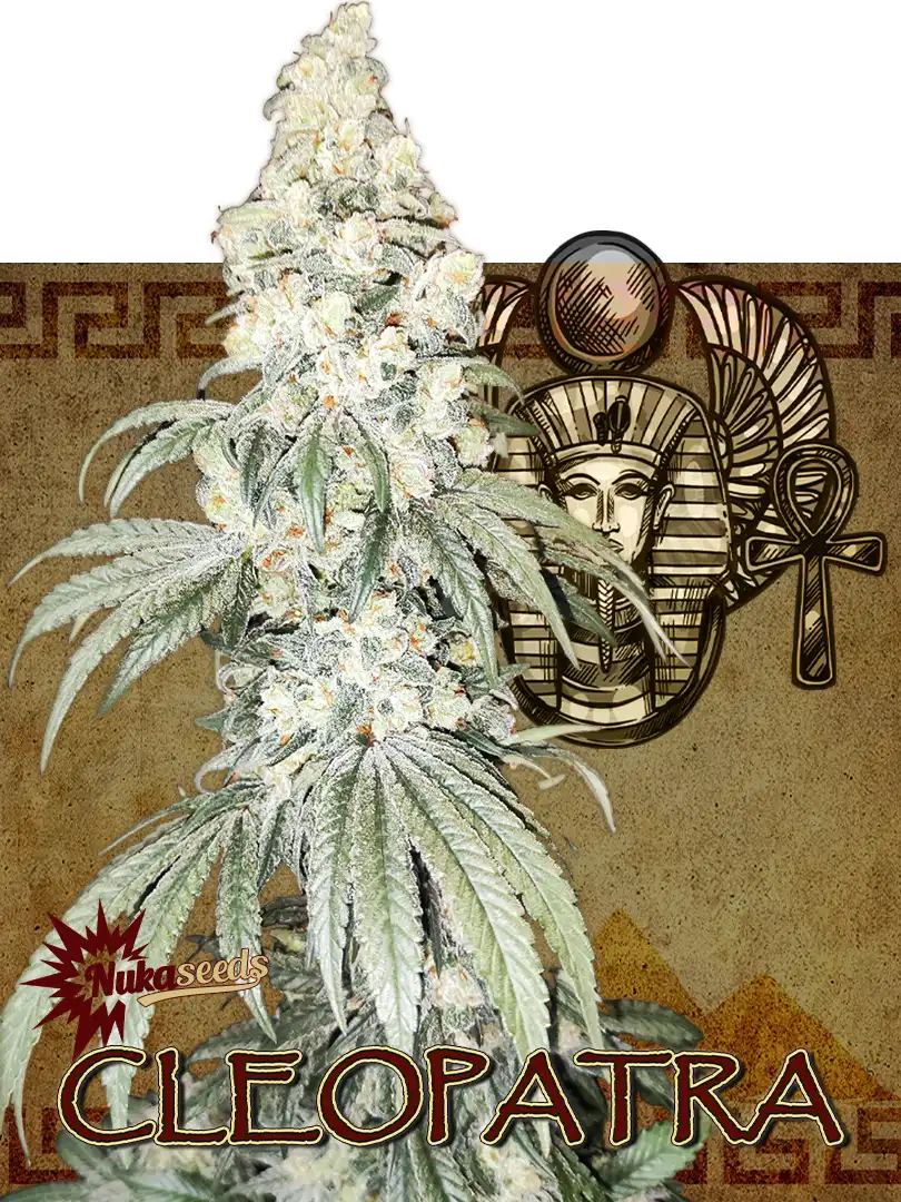 Cannabis seeds Cleopatra - Growshop NukaSeeds