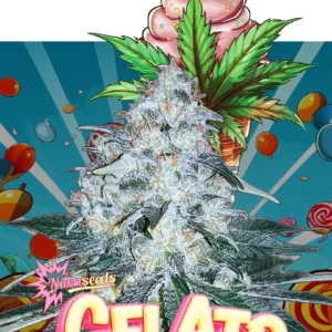 Cannabis seeds Gelato