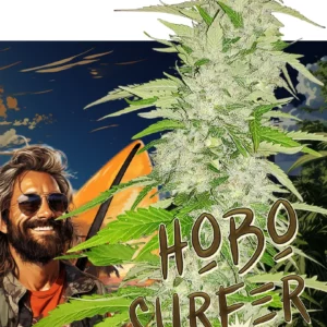 Hobo Surfer cannabis seeds from Nuka Seeds