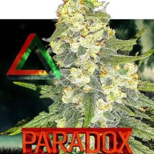 Paradox cannabis seeds from Nuka Seeds