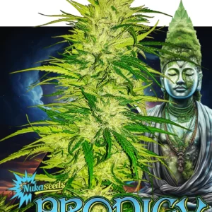 Prodigy cannabis seeds from Nuka Seeds