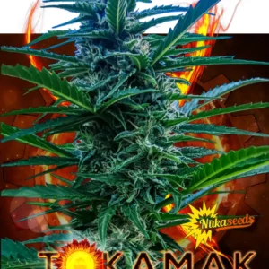 Tokamak cannabis seeds from Nuka Seeds